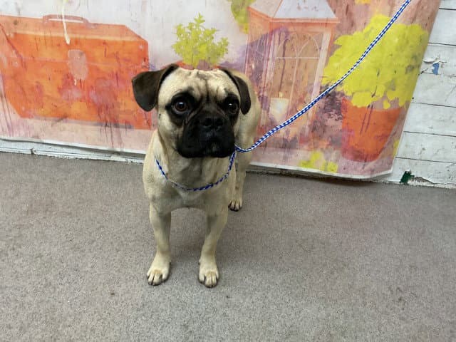 Graham - Pug
