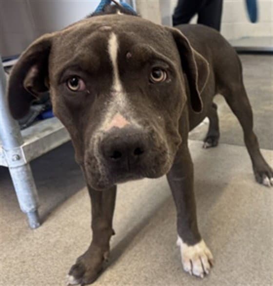 Sweet Pea - Pit Bull Terrier