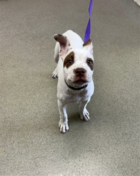 Muffin - Pit Bull Terrier