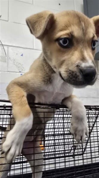 Bingo - Siberian Husky