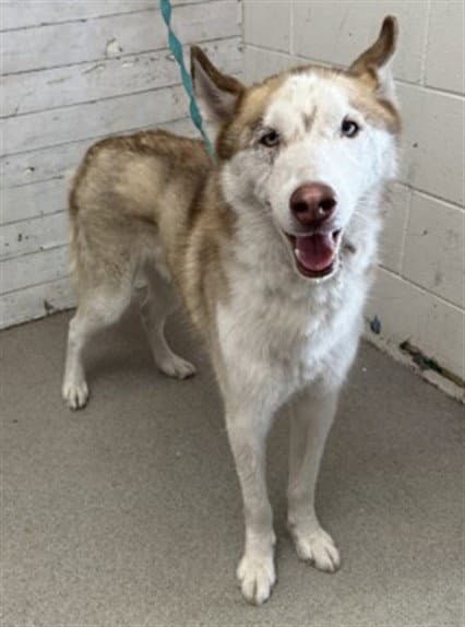 Brandy - Siberian Husky
