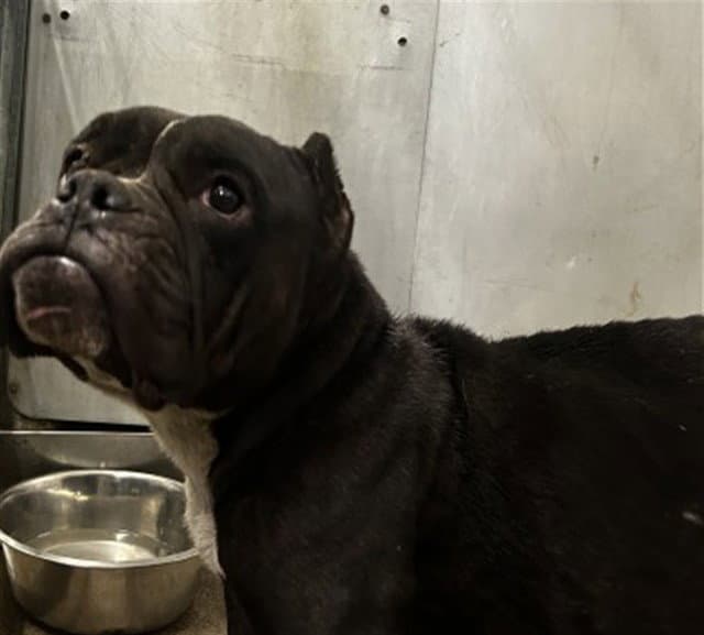 Cherry - English Bulldog