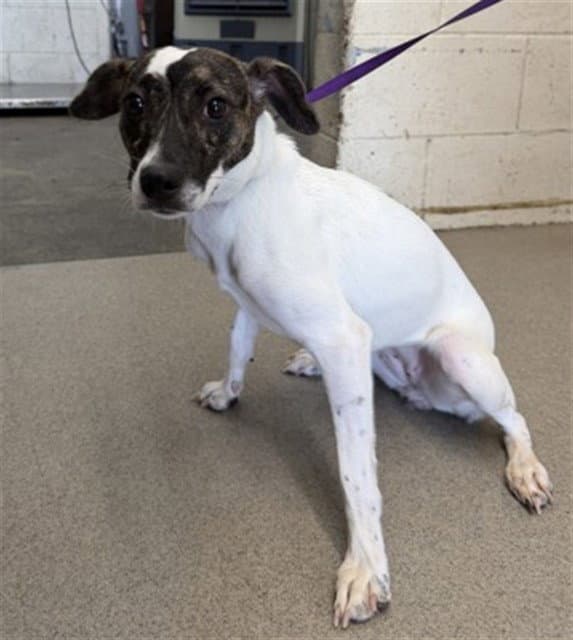 Carmen - Jack Russell Terrier (Parson Russell Terrier)