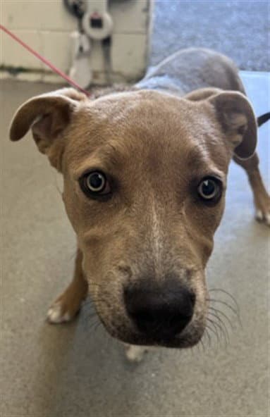 Mckenna - Pit Bull Terrier