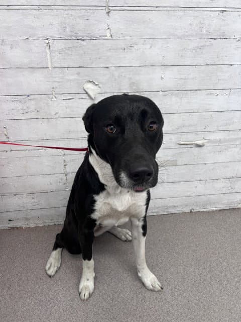 Maeve - Labrador Retriever