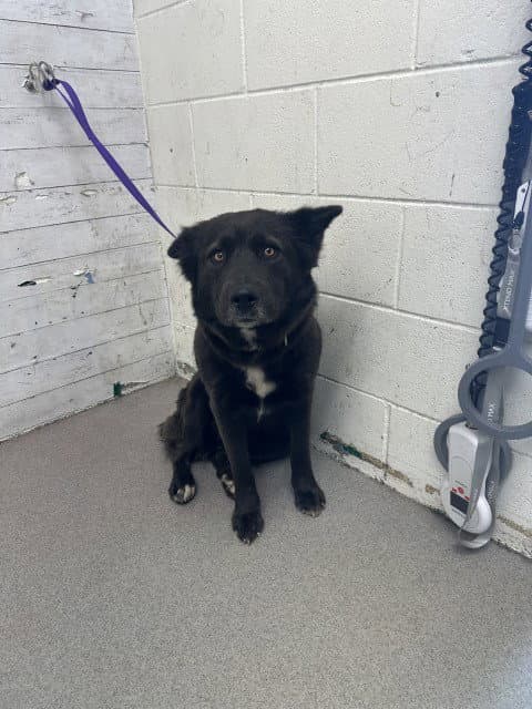 Kacey - Australian Cattle Dog/Blue Heeler