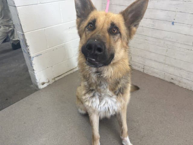 Oliver - German Shepherd Dog