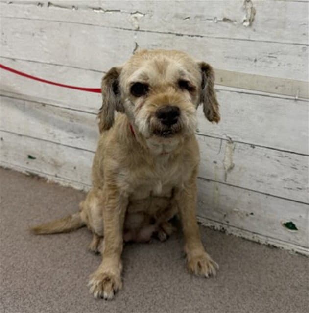 Sofia - Terrier