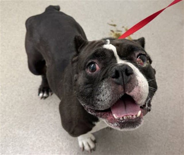 Olivia - American Bulldog