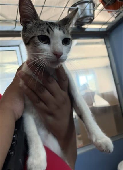 Cookie Ann - Domestic Short Hair
