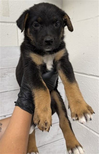 Indie - German Shepherd Dog