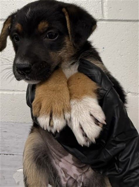 Gracie - German Shepherd Dog