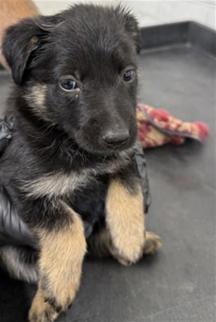 Birdie - German Shepherd Dog