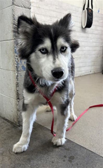 Azelia - Siberian Husky