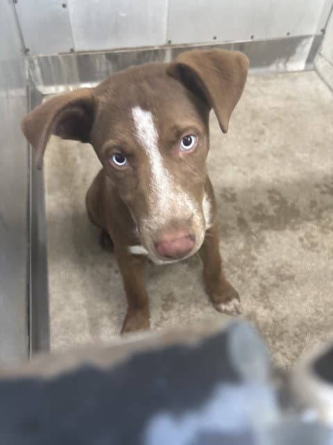 Haden - Labrador Retriever