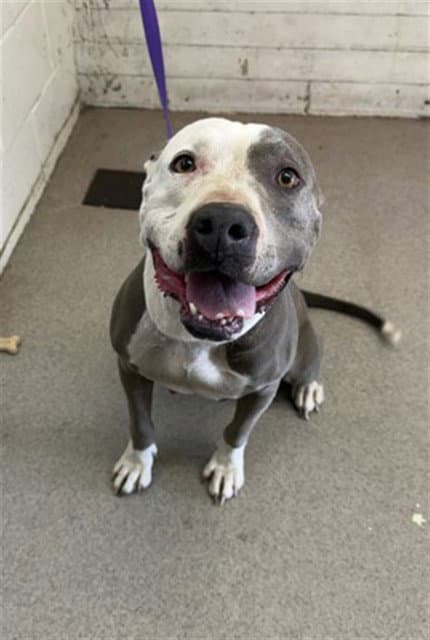 Adalie - Pit Bull Terrier