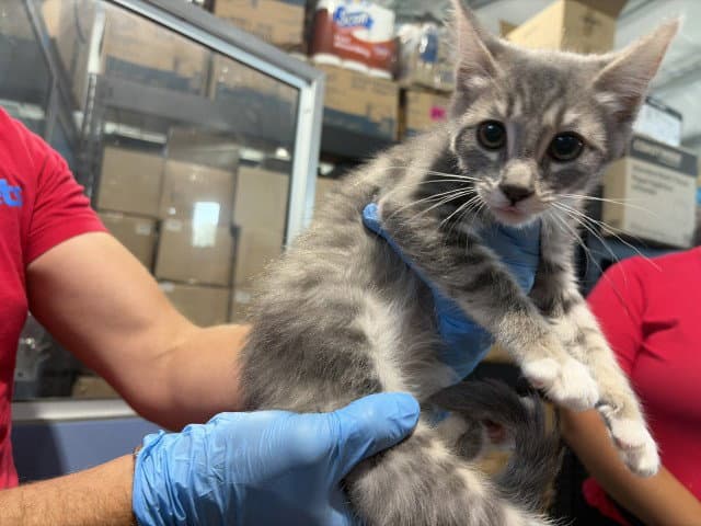 Amelia - Domestic Short Hair