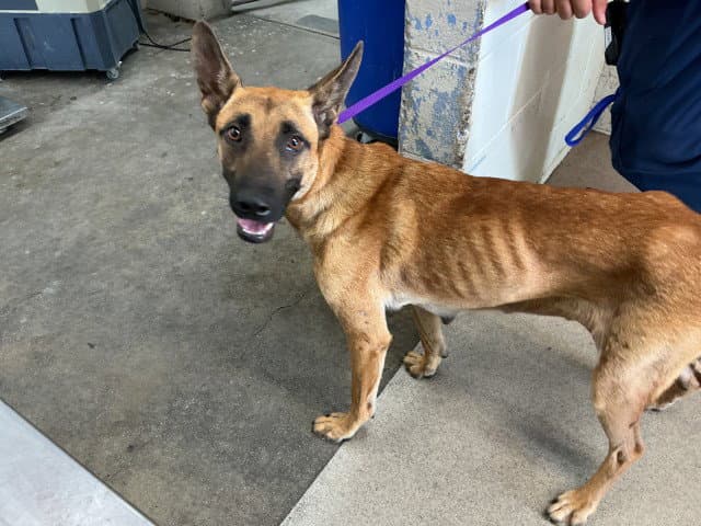 Jess - Belgian Shepherd Malinois