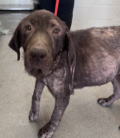 Tess - Labrador Retriever
