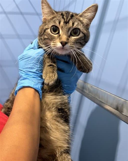 Frankie - Domestic Short Hair