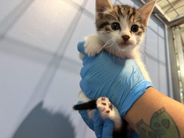 Hazel - Domestic Short Hair