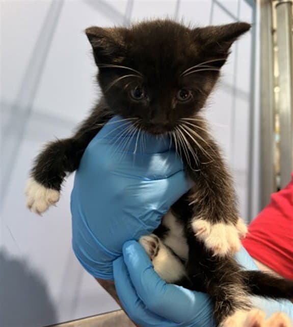 Brit - Domestic Short Hair