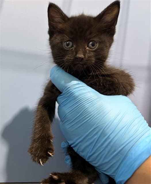Gill - Domestic Short Hair
