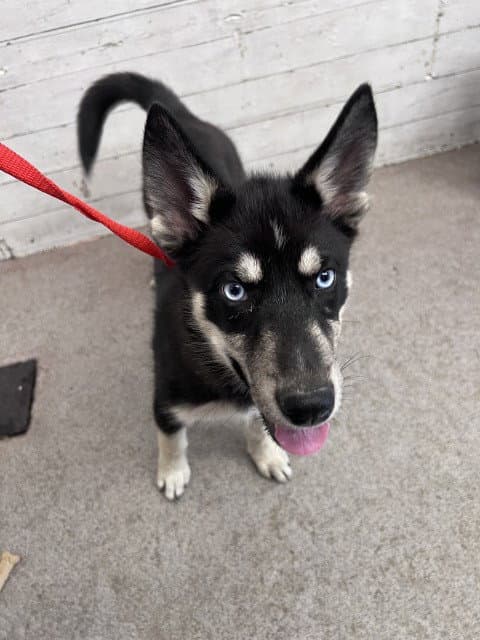Abbie - Siberian Husky