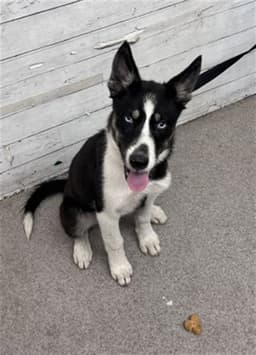 Addie image 1