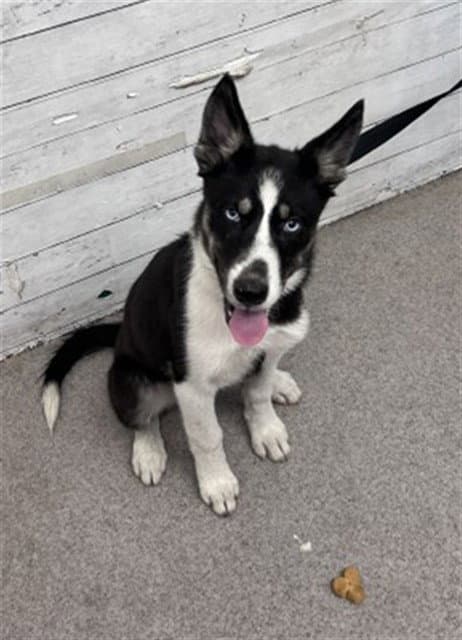 Addie - Siberian Husky