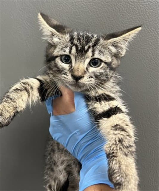 Miso - Domestic Short Hair
