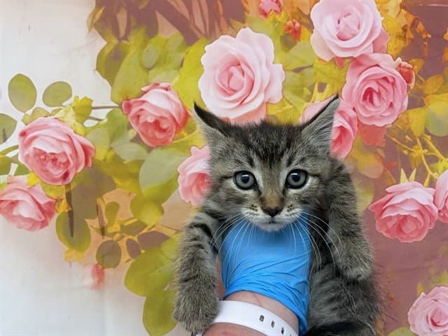 Tiger - Domestic Short Hair