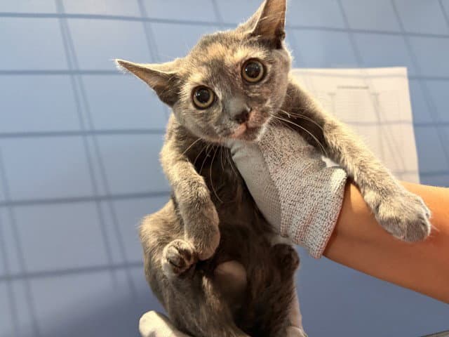 Consuela - Domestic Short Hair
