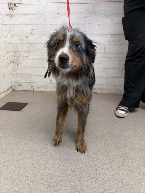 Lucy - Australian Shepherd