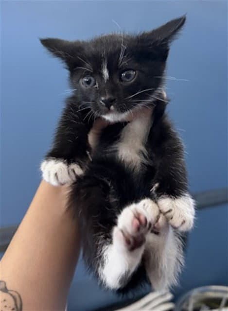 Bogart - Domestic Short Hair