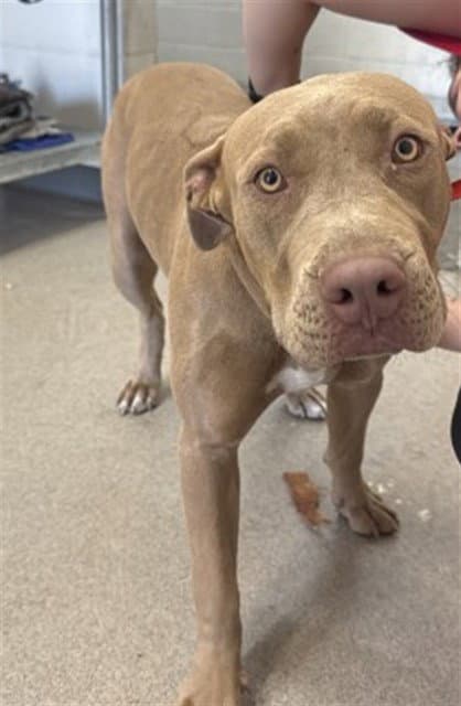 Vivien - Pit Bull Terrier