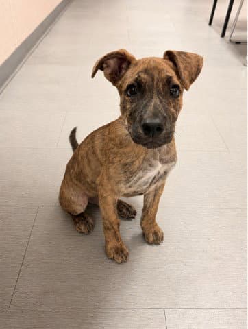 Spencer - Pit Bull Terrier