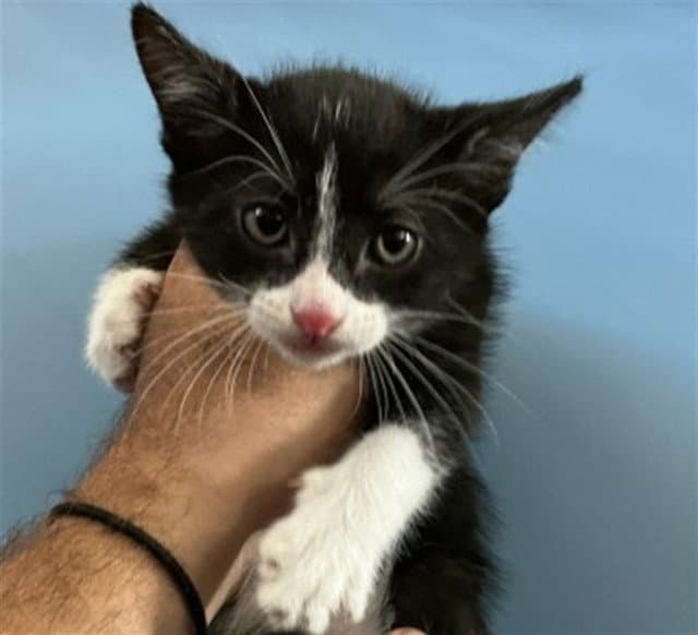 Grant - Domestic Short Hair