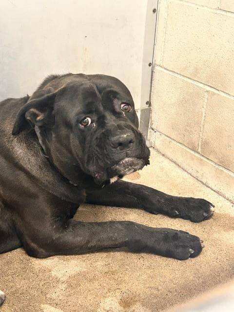 Stewart - Cane Corso Mastiff