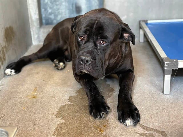Stewart - Cane Corso Mastiff