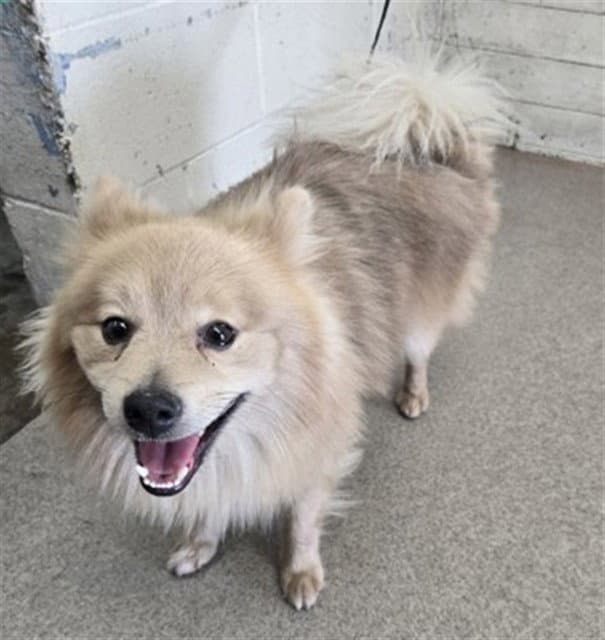 Gable - Pomeranian
