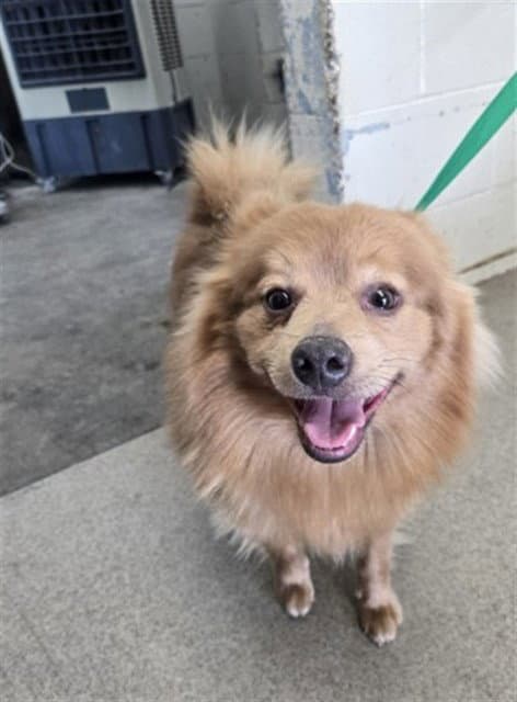 Clark - Pomeranian