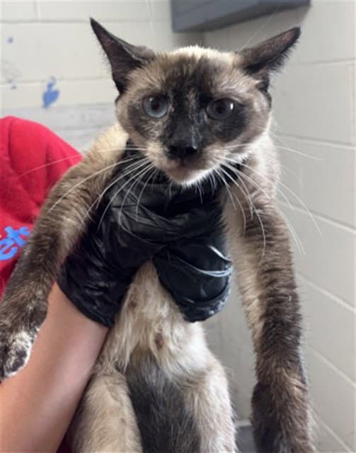 Elizabeth - Domestic Short Hair