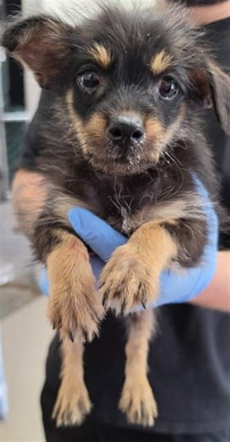 Gloria - Terrier