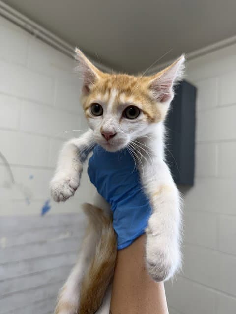 Calypso - Domestic Short Hair