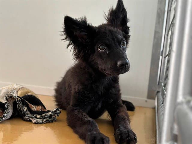 Greta - German Shepherd Dog