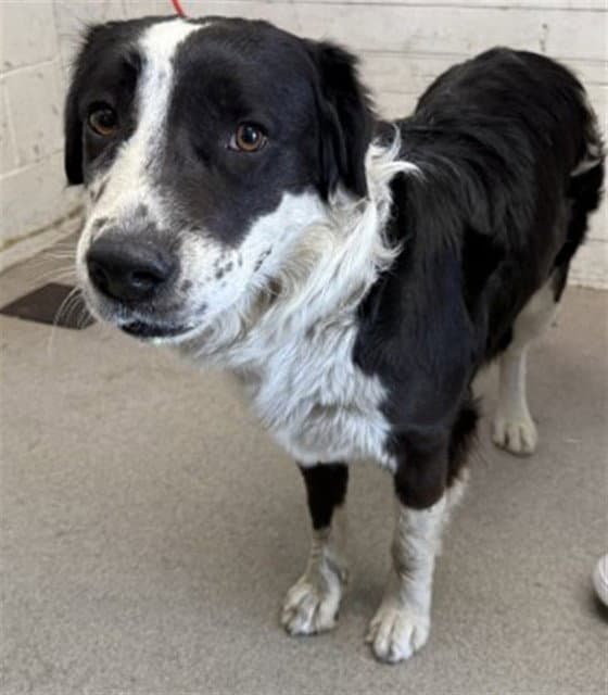 Rita - Australian Shepherd