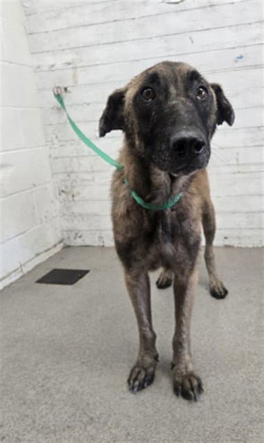 Burton - German Shepherd Dog