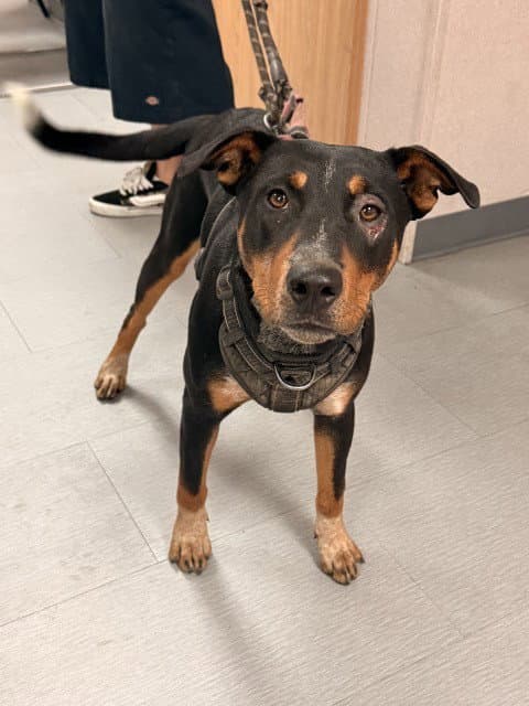 Keaton - Rottweiler