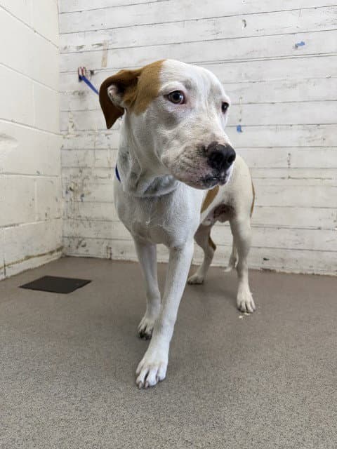 Olivier - Pit Bull Terrier
